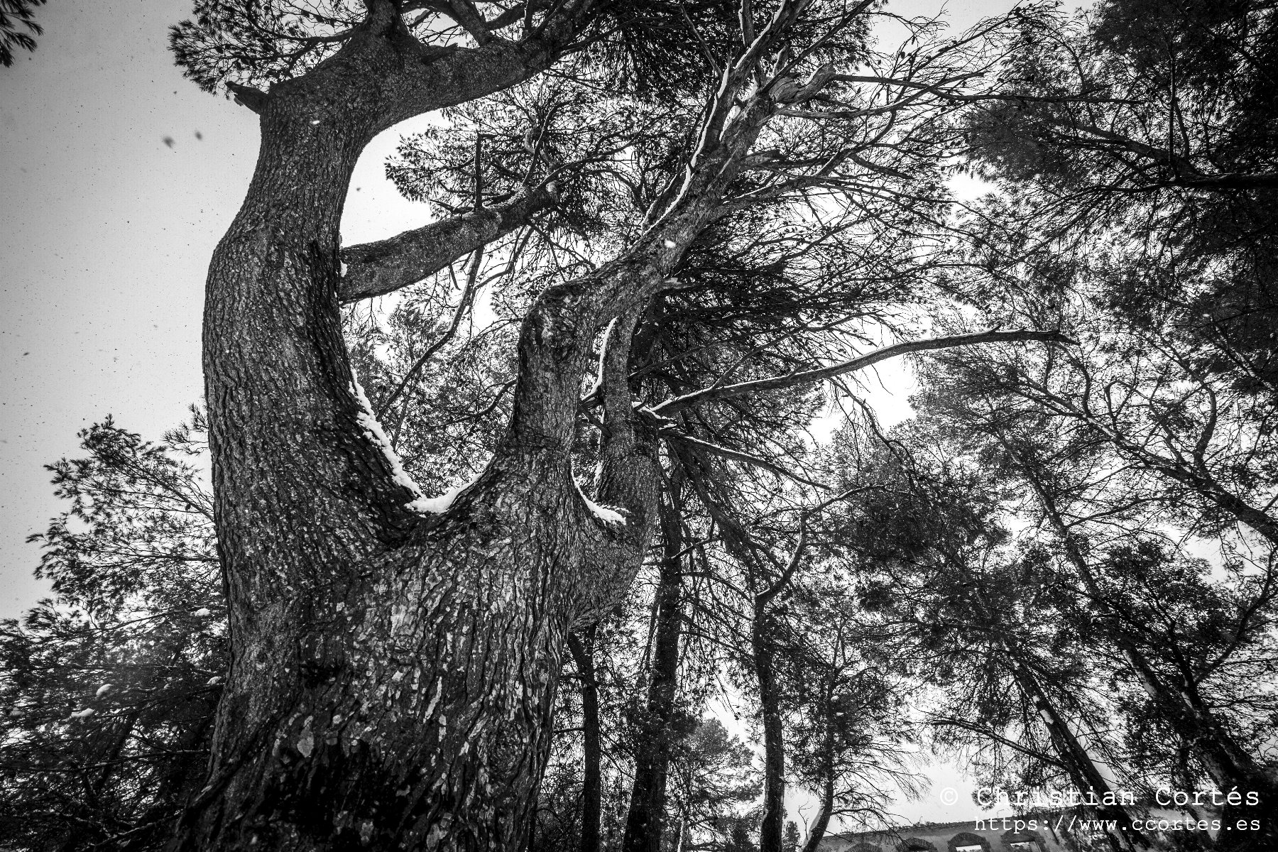 Nieve en Alicante 06